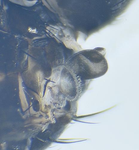 Melanophora roralis